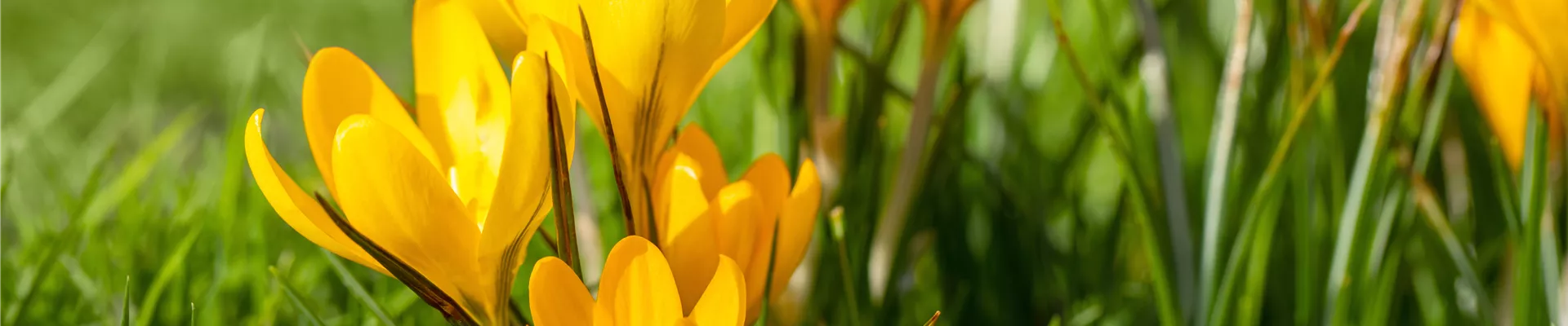 Crocus vernus, gelb