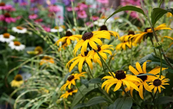 Beratung und Planung für Ihren Garten