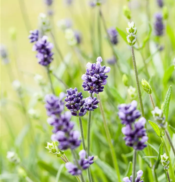 Lavendel 'Hidecote Blue'