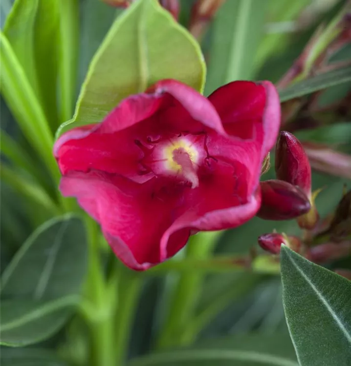 Roter Oleander