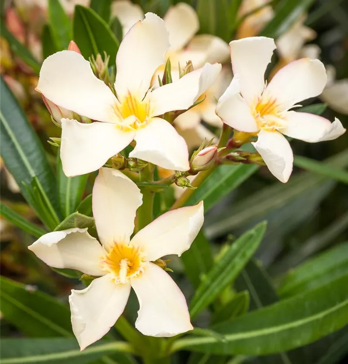 Gelber Oleander