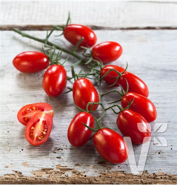 Dattel Cherry Tomate veredelt