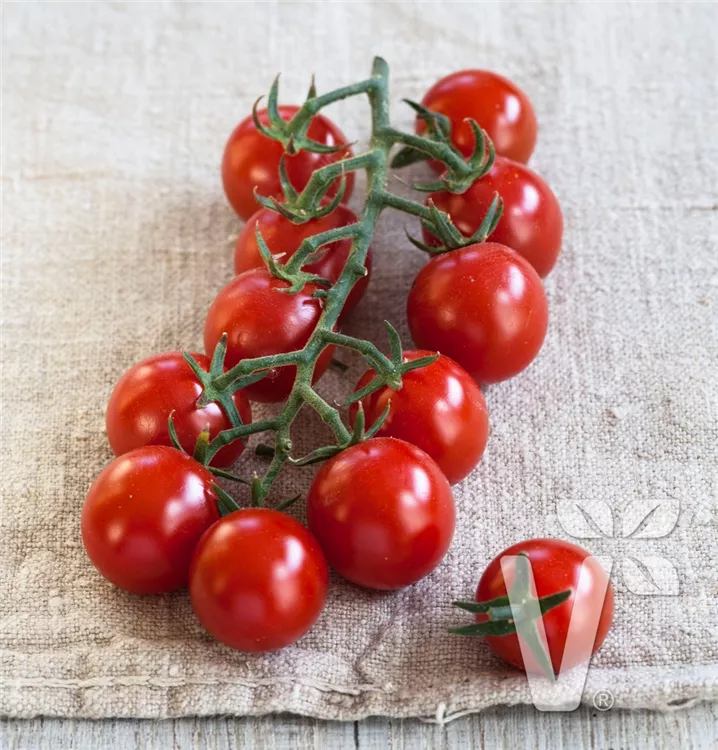 Zucker Tomate veredelt