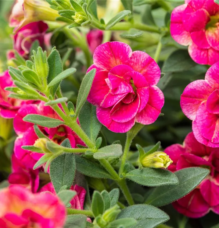 Zauberglöckchen gefüllt pink