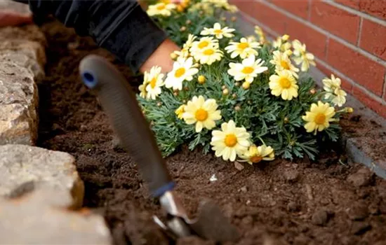 Margeriten - Einpflanzen im Garten