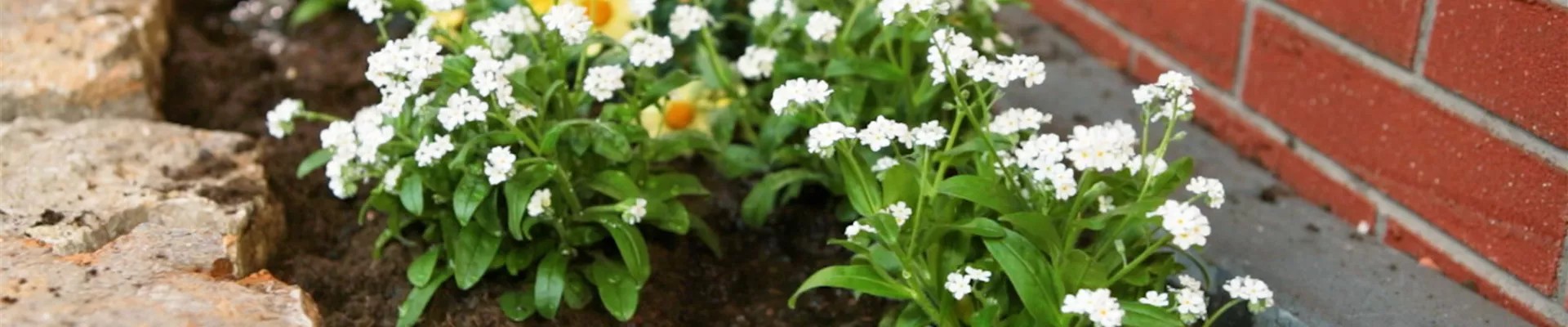 Weisses Vergissmeinicht - Einpflanzen im Garten (Thumbnail)