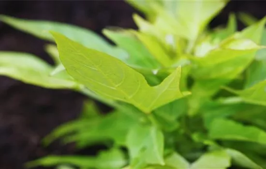 Zier Süsskartoffel - Einpflanzen im Garten