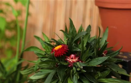 Garten-Strohblume - Einpflanzen in ein Gefäss