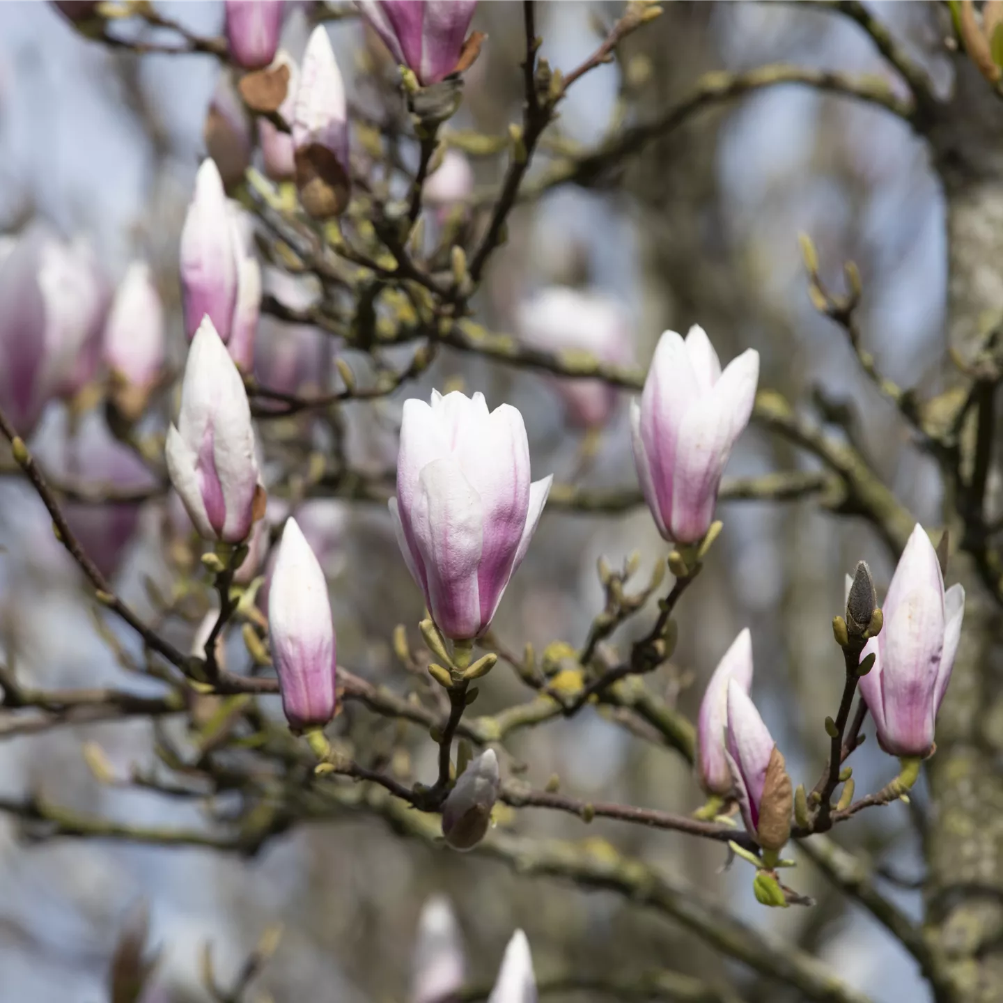 Die Magnolie – Blütenzauber im Frühling