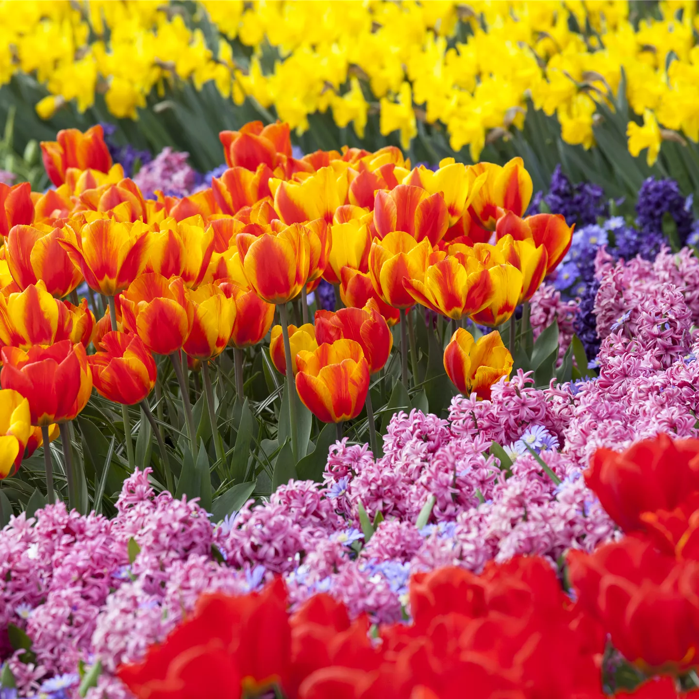 Bunter Frühling mit Blumenzwiebel und Co. – eine Übersicht