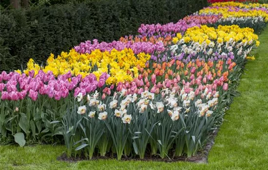 Das Blumenbeet pflegen: Giessen, düngen und schneiden