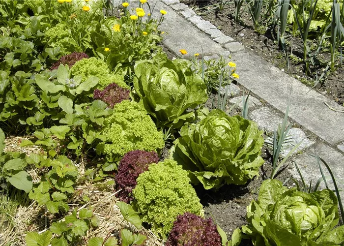 Der Gemüsegarten – weder spiessig noch langweilig