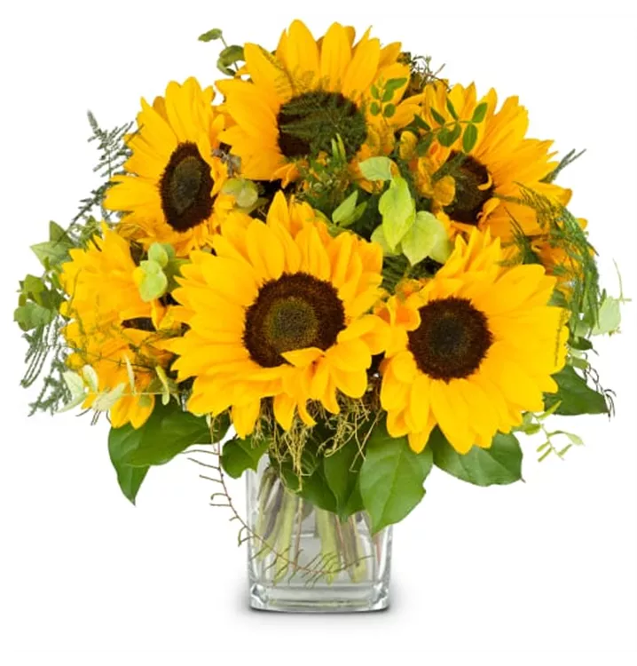 Sonnenblumen pur