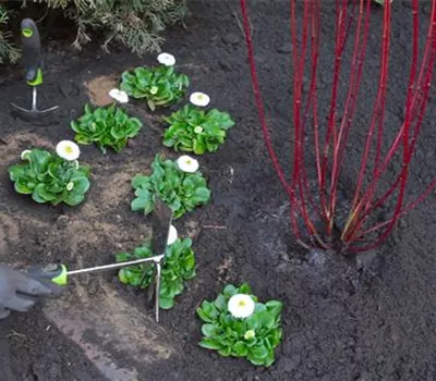 Gänseblümchen - Einpflanzen im Garten