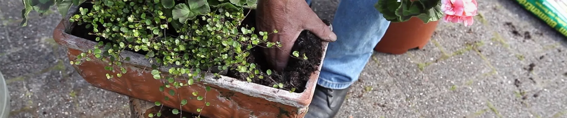 Balkonkasten - Bepflanzen mit mehreren Blumen (thumbnail)