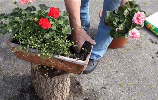 Balkonkasten - Bepflanzen mit mehreren Blumen